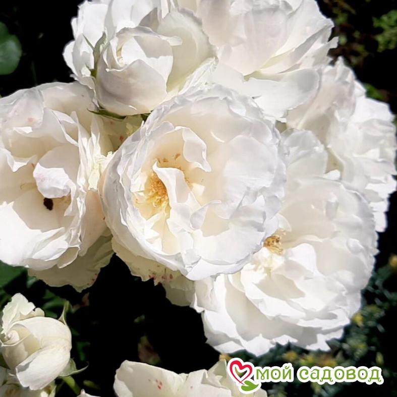 Роза Мари Бридж