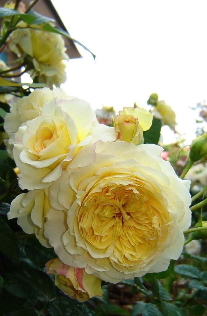 Роза Нельсон Монфор