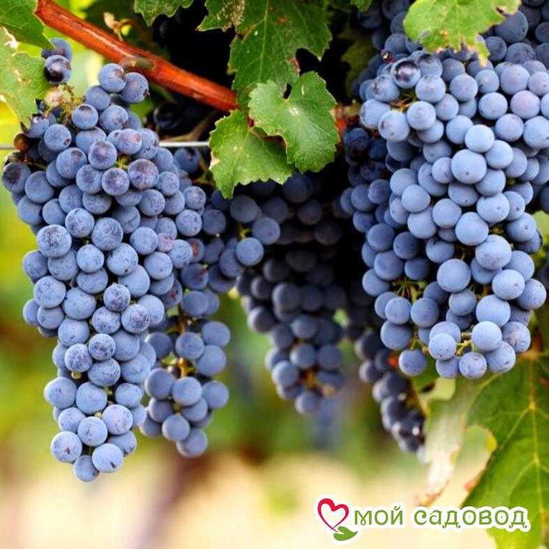 Виноград Каберне Совиньон