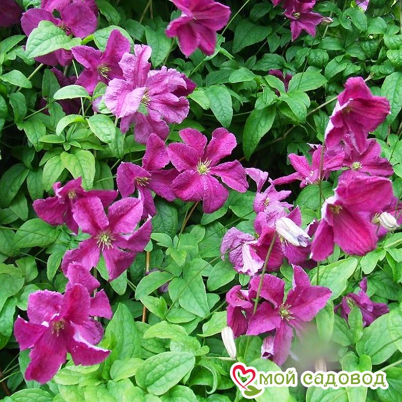 Клематис Абунданс ЗКС