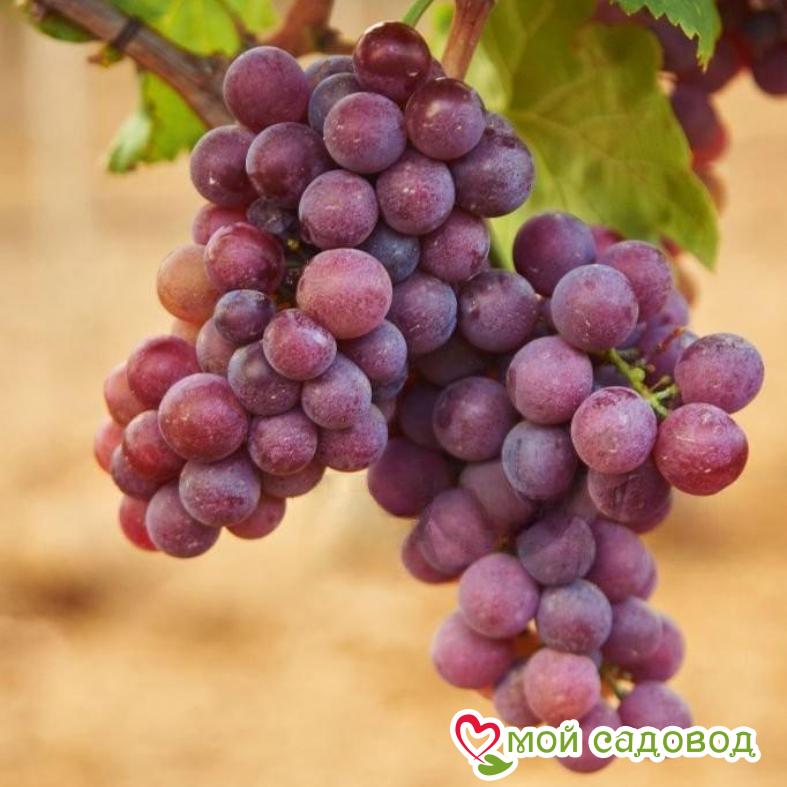 Виноград Черсеги