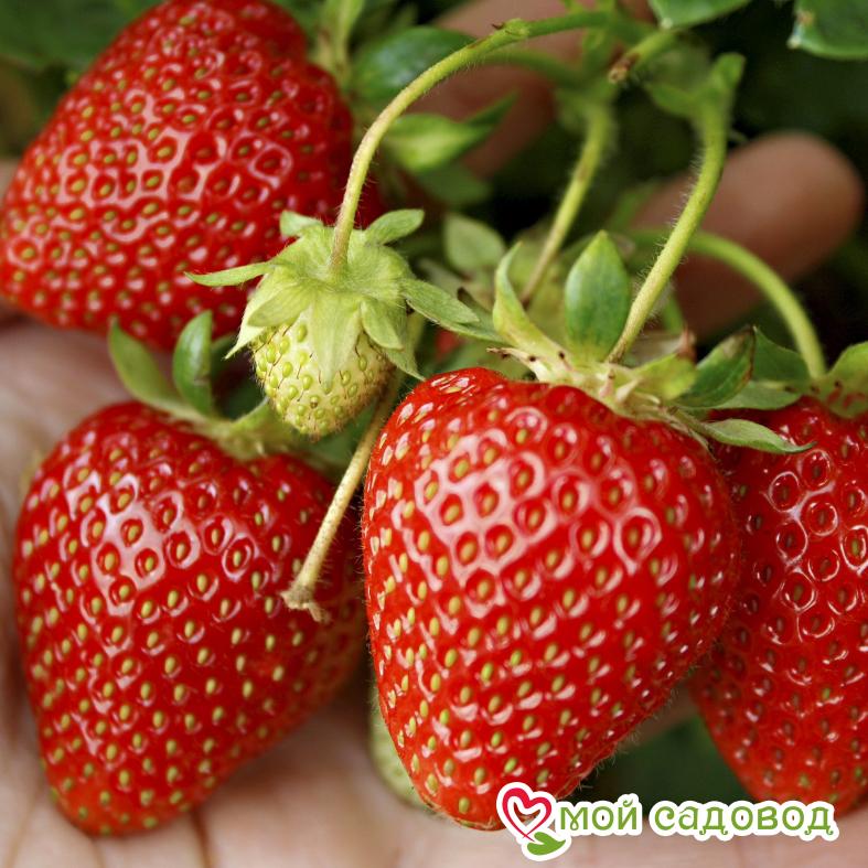 Клубника Капри