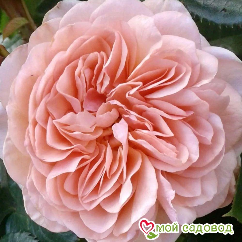 Роза Вильям Моррис