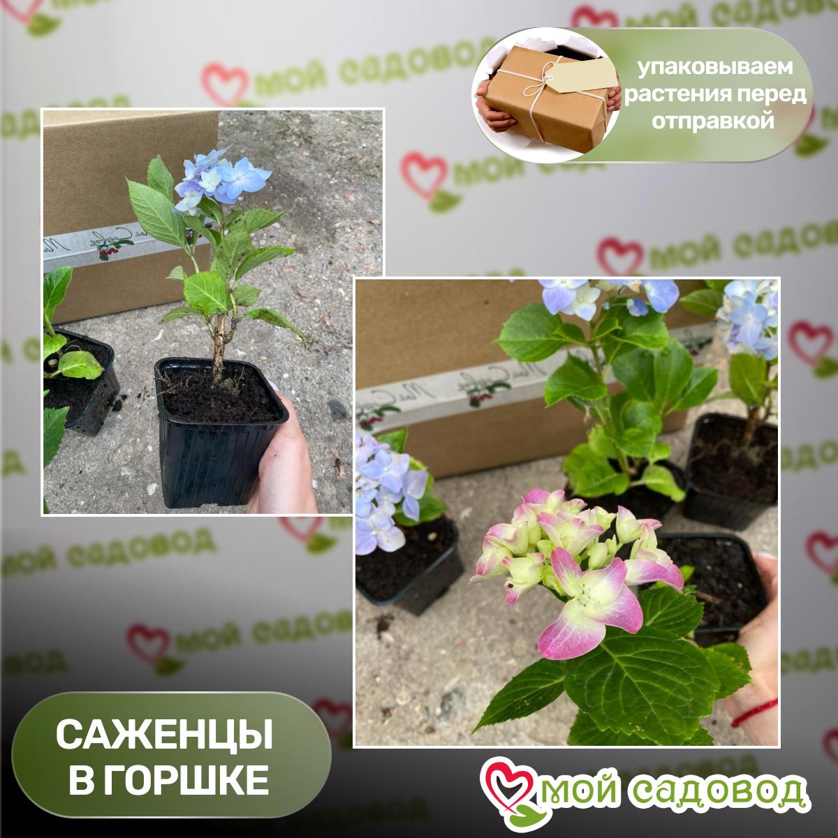 Гортензия крупнолистная Мини Хорнли ЗКС