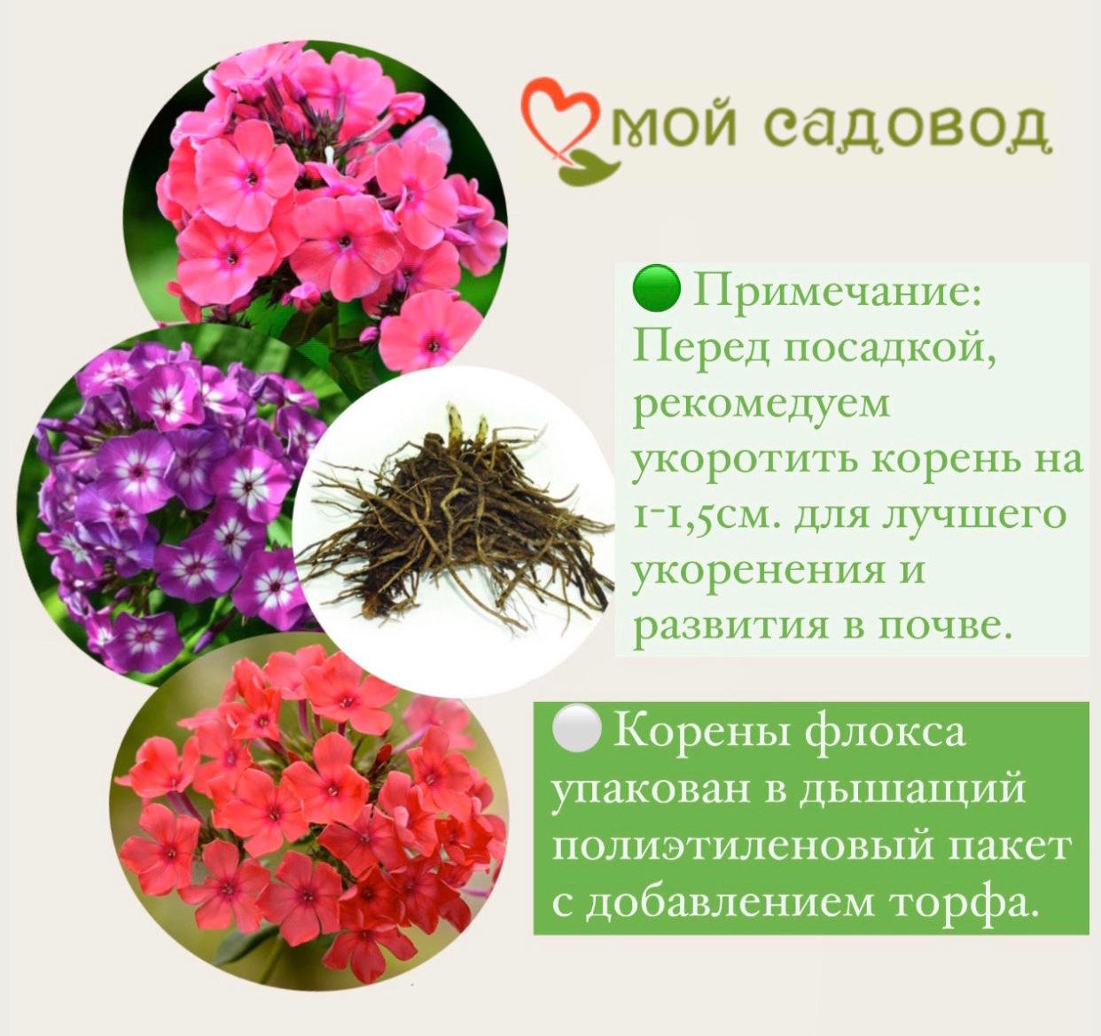 Флокс БЛЮ ПАРАДАЙЗ