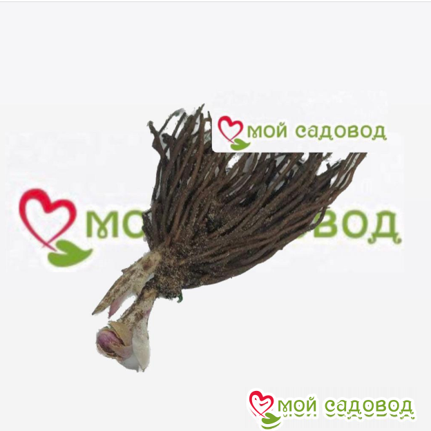 Морозник Винтер Сонет