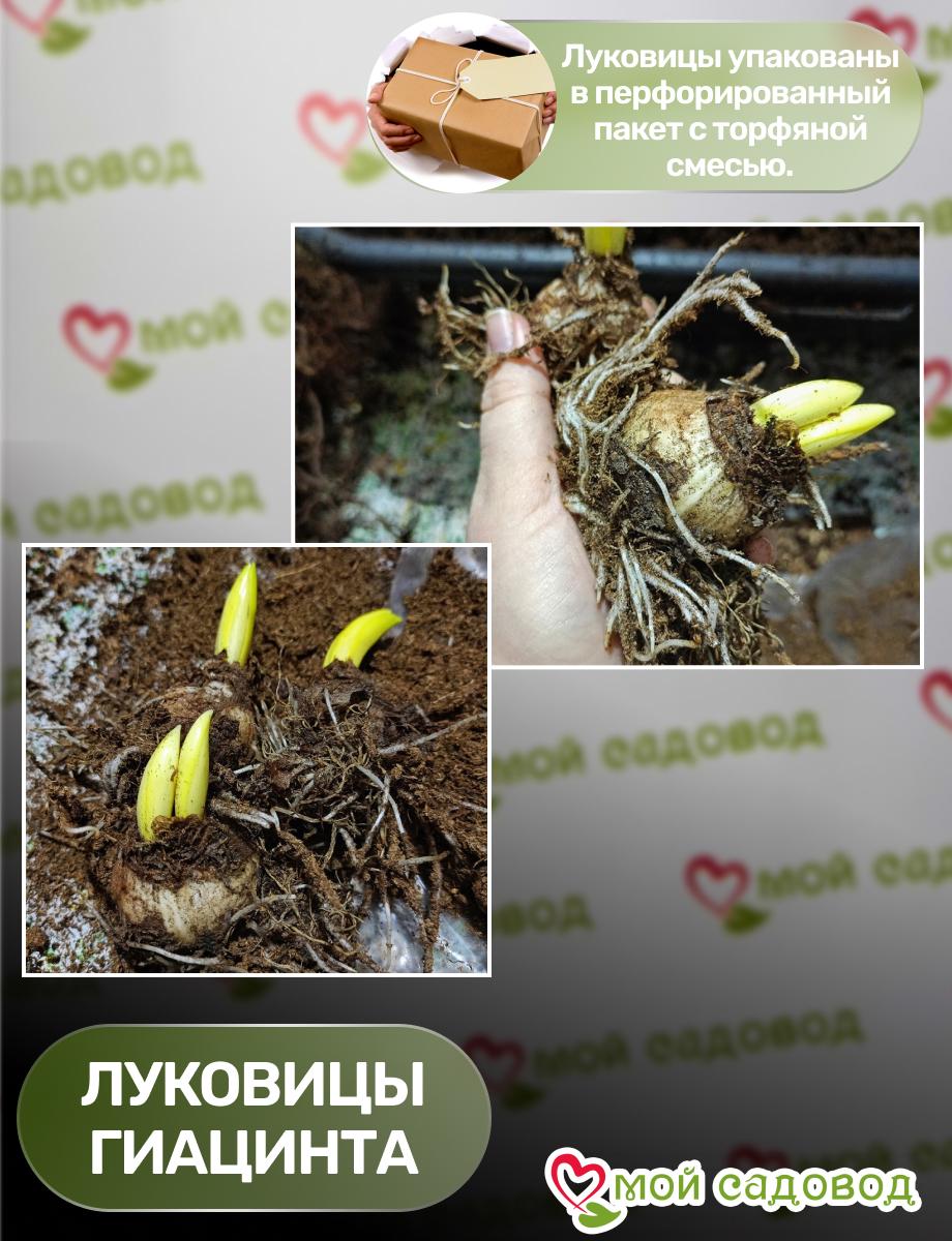 Гиацинт Скай Гарден