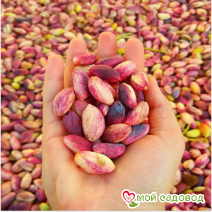 Миндаль Форос