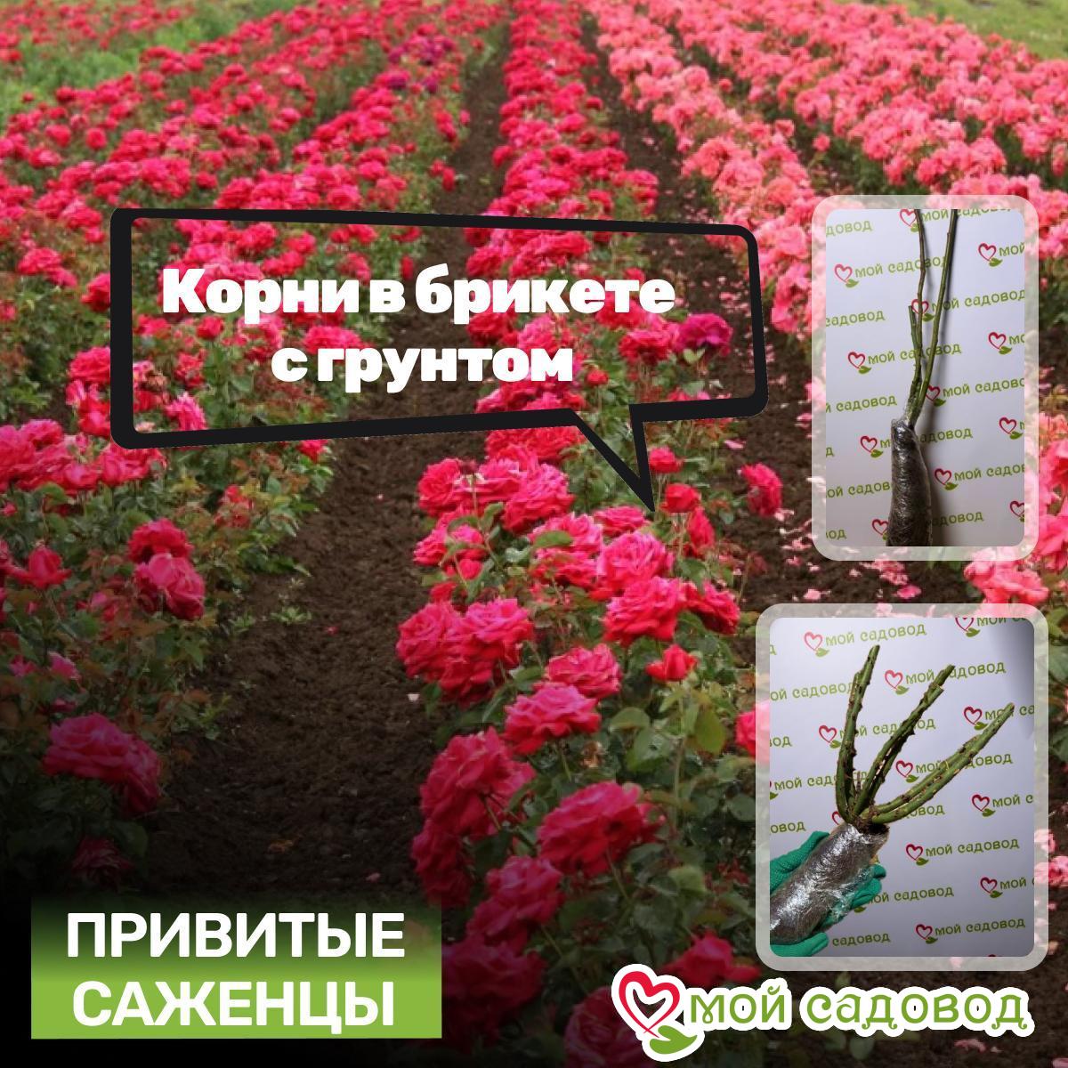 Роза чайно-гибридная Фогги Блаш