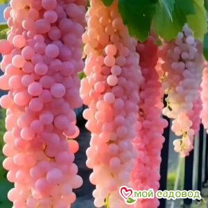 Виноград Пинк Зест